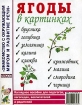 Ягоды в картинках Серия: Знакомство с окружающим миром и развитие речи инфо 12186n.